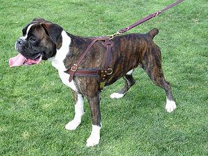 Tracking / Pulling / Agitation Leather Dog Harness For Boxer