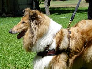 Tracking / Pulling / Walking Leather Dog Harness For Collie H5 - Click Image to Close