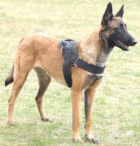 All Weather dog harness for tracking / pulling Designed to fit Malinois