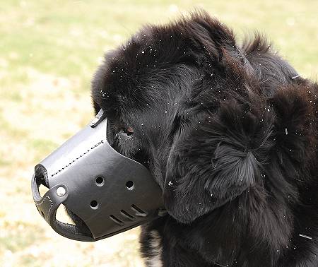 Everyday Newfoundland Leather dog muzzle - product code M51 - Click Image to Close