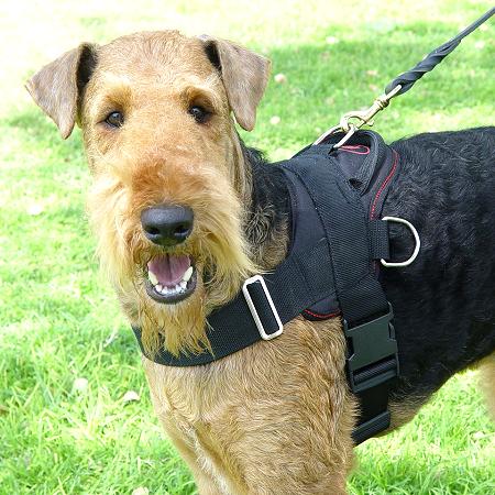 All Weather dog harness for tracking / pulling Designed to fit Airedale Terrier - H6 - Click Image to Close