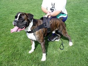 All Weather dog harness for tracking / pulling Designed to fit Boxer - H6