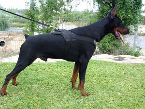 All Weather dog harness for tracking / pulling Designed to fit Doberman - H6