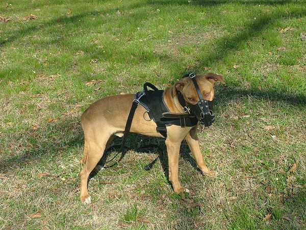 Well Fitting Leather Dog Muzzle for Pitbull Agitation Training