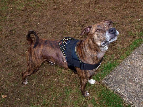 All Weather Pitbull Harness with Control Handle