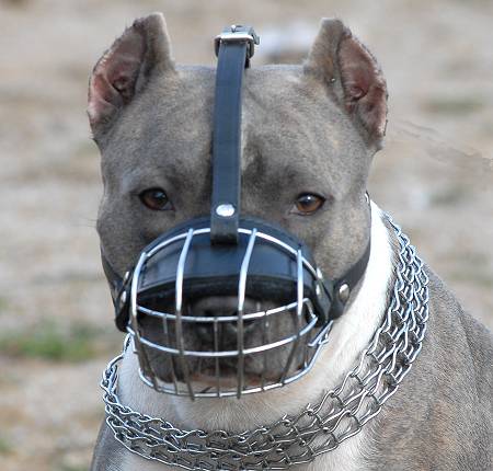 American Pit Bull Terrier Wire Basket Dog Muzzle - Click Image to Close