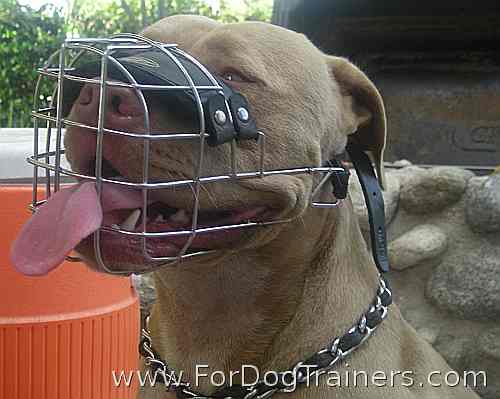 Pitbull Roy enjoys wearing our Revolutionary Design Wire Dog Muzzle - M9