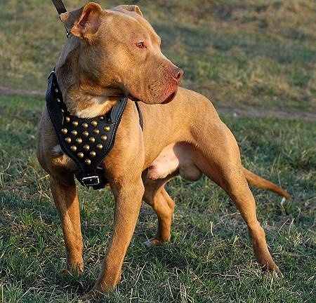 Studded Leather Pitbull Dog Harness for Stylish Walking and Training