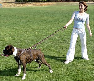 Leather police dog leash for training