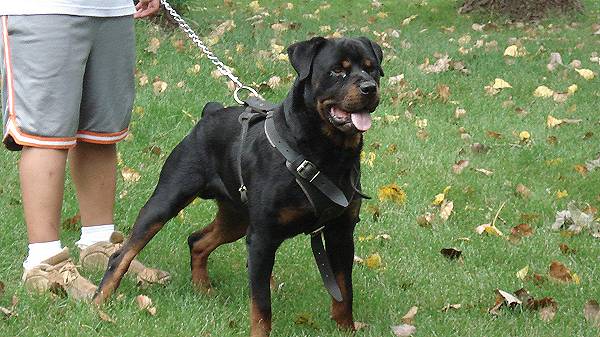 Agitation / Protection / Attack Leather Dog Harness Perfect For Your rottweiler H1_1