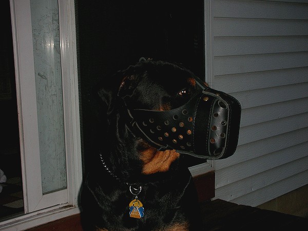 Leather dog muzzle "Niko" style For Rottweiler - M55