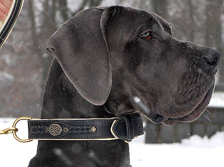 Royal Nappa Padded Handmade Leather Dog Collar