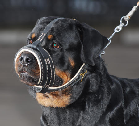 Royal Nappa Leather Dog Muzzle - product code M88_1