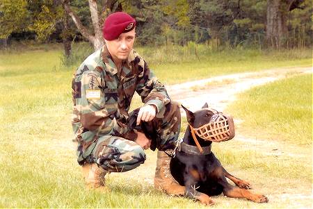 Sergeant Major Limp wearing our Leather basket dog muzzle - proud owner Travis Brewer - Click Image to Close