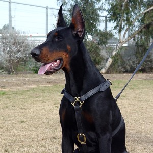 Luxury handcrafted leather dog harness made To Fit Doberman H7