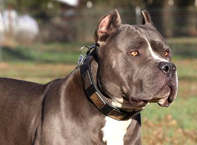 Gorgeous Dave Wearing our War Style Leather Dog Collar for Pitbulls