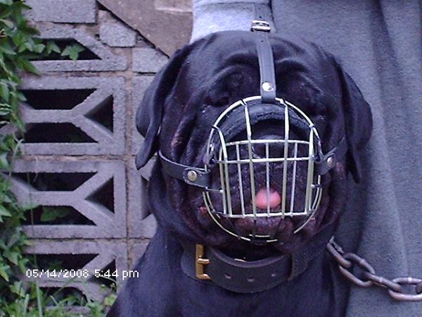 Gorgeous Jazzell wearing our Wire Basket Dog Muzzles Size Chart - M4light