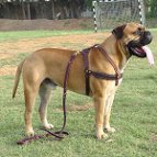 Strong Dog Harness for Attack Training and Daily Walking