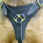 Tracking / Walking dog harness made of leather And Created To Fit Airedale Terrier H3