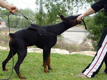 doberman harness