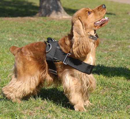 walking dog harness for american cocer spaniel